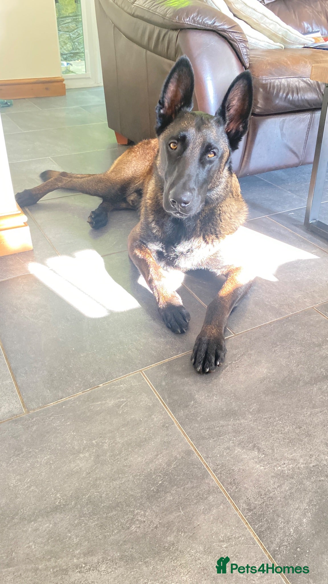 Belgian Shepherd Dog dogs 2 year old Belgian Malinois (male)  - Advert 7