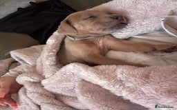 Mixed Breed dogs for sale: Rhodesian Ridgeback x Cane Corso puppies for sale - Image 10