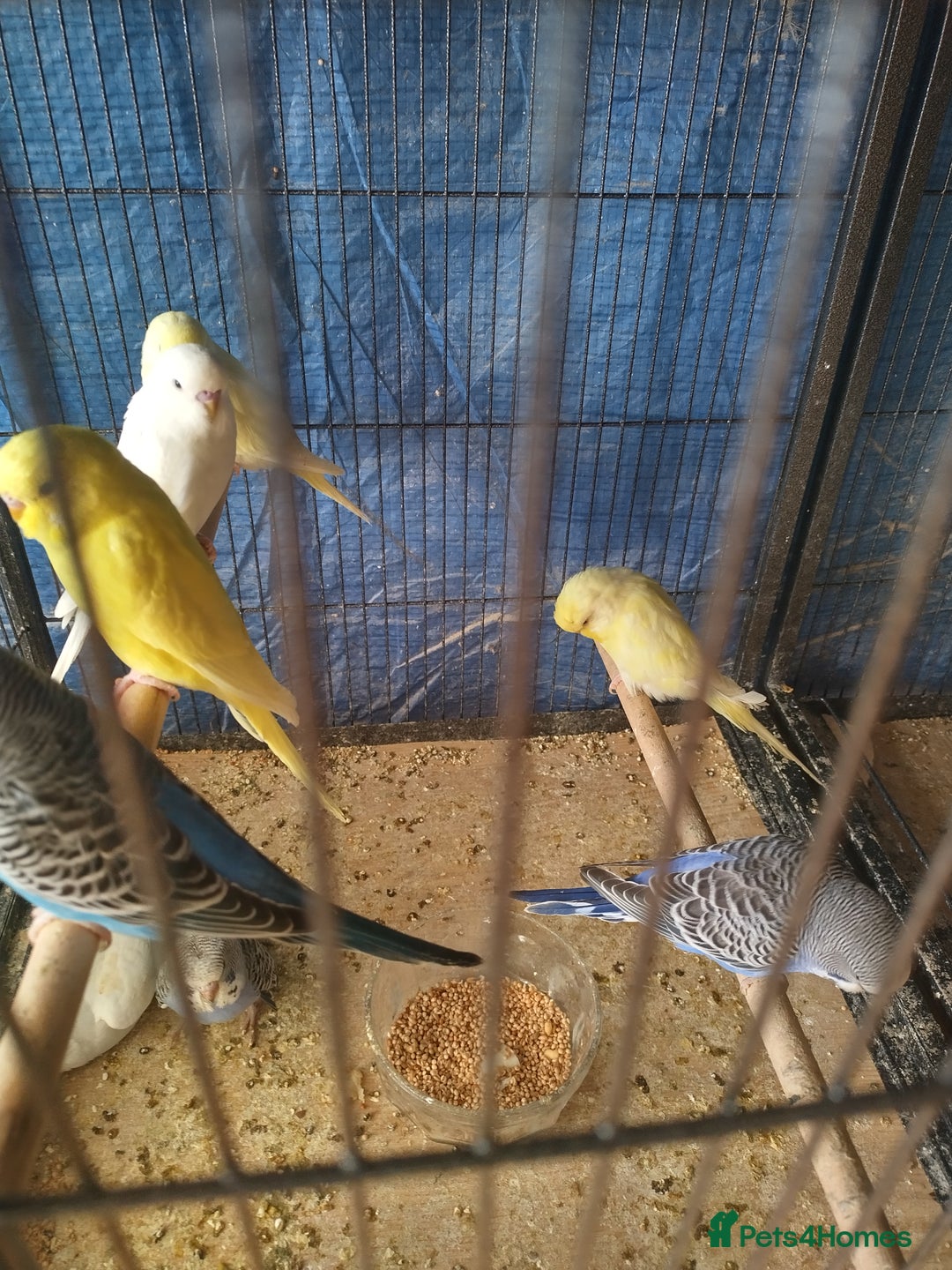 Budgerigars birds for sale: For sale  - Advert 8
