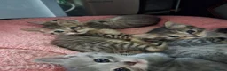 Mixed Breed cats for sale: 4 gorgeous boys - Advert 8