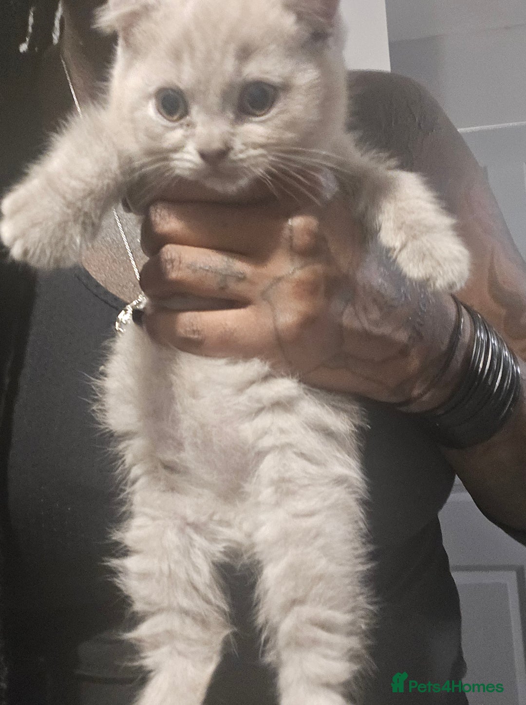 British Shorthair cats for sale: THREE MALE BRITISH SHORTHAIR KITTENS FOR SALE - Image 3