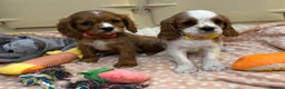 Cavalier King Charles Spaniel dogs for sale: Cavalier King Charles Spaniel Puppies - Advert 2