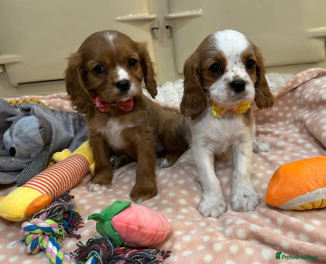 Cavalier King Charles Spaniel dogs for sale: Cavalier King Charles Spaniel Puppies - Advert 2