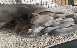 Whippet dogs for sale: KC Reg Blue whippet puppies - Image 15