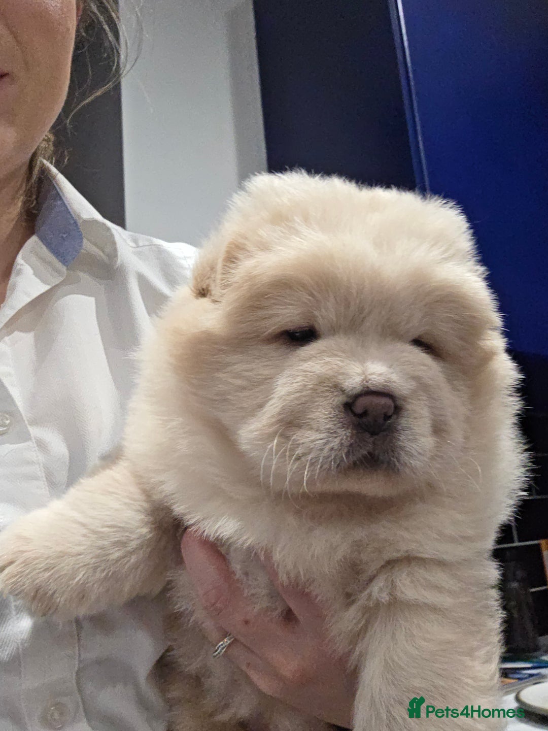 Chow Chow dogs for sale: 7 beautiful chow chow  - Advert 7