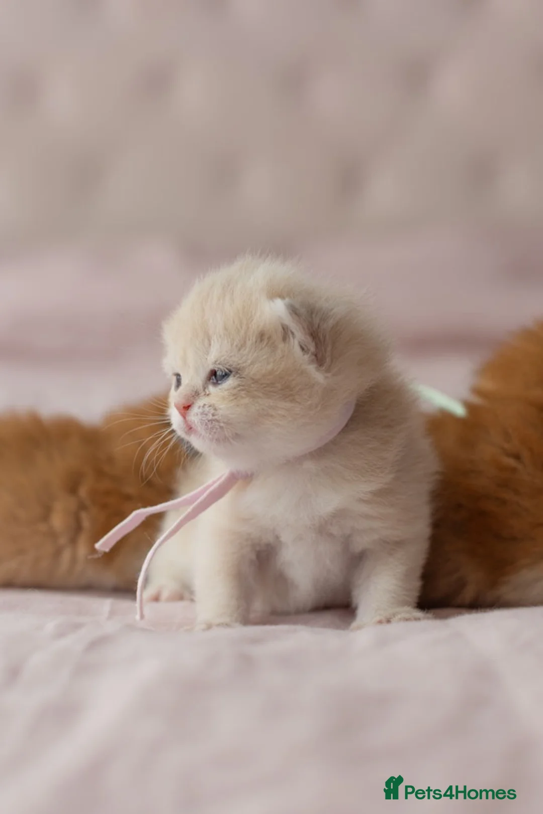 British Shorthair cats for sale: Golden Blue and Golden BSH kittens - Advert 35