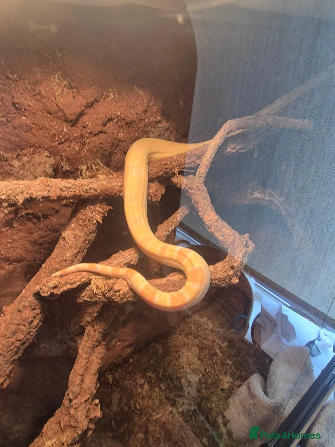 Boa Snake reptiles for sale: Female sunglow boa - Advert 2