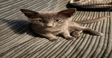 Russian Blue cats - Advert 1
