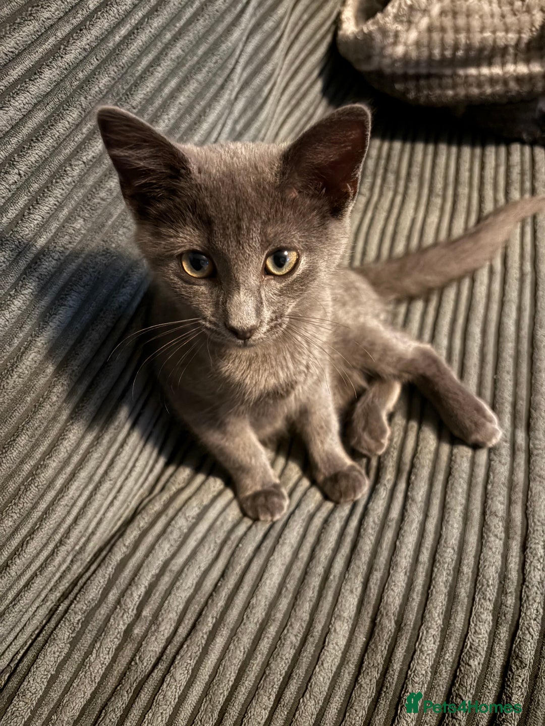 Russian Blue cats for sale: 16 week old female Russian blue  - Image 2