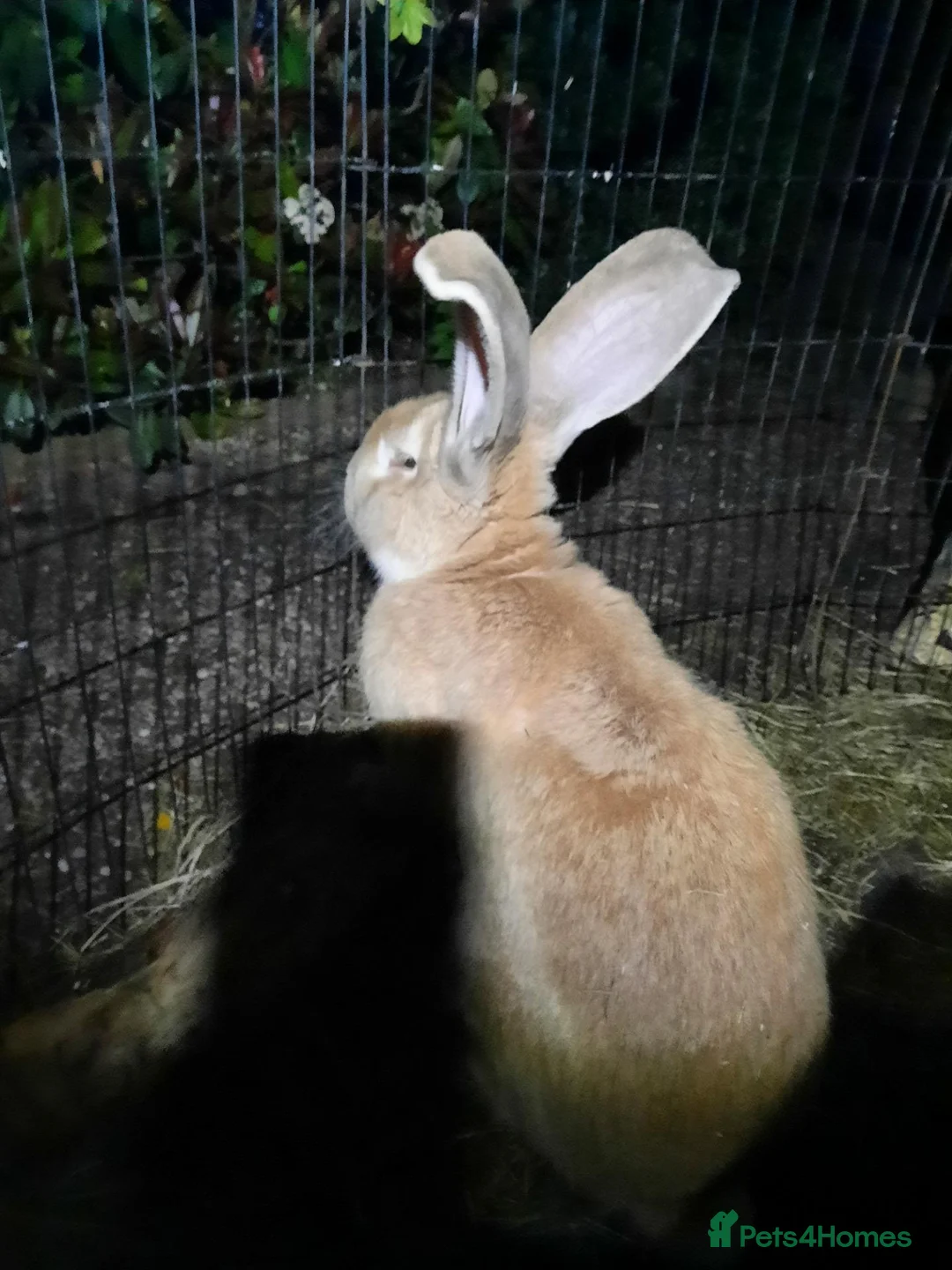 Continental Giant rabbits for sale: Beautiful Pure Giant Continentals Babies - Advert 2