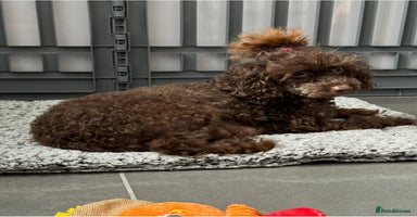 Toy Poodle dogs - Advert 5