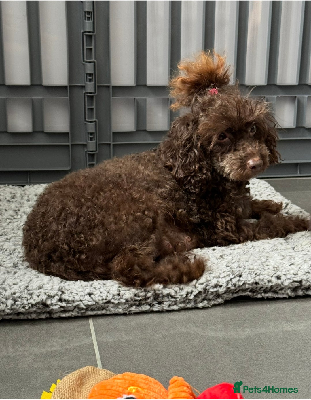 Toy Poodle dogs for sale: Chocolate Toy poodle girl  - Image 2
