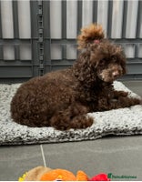 Toy Poodle dogs - Advert 5