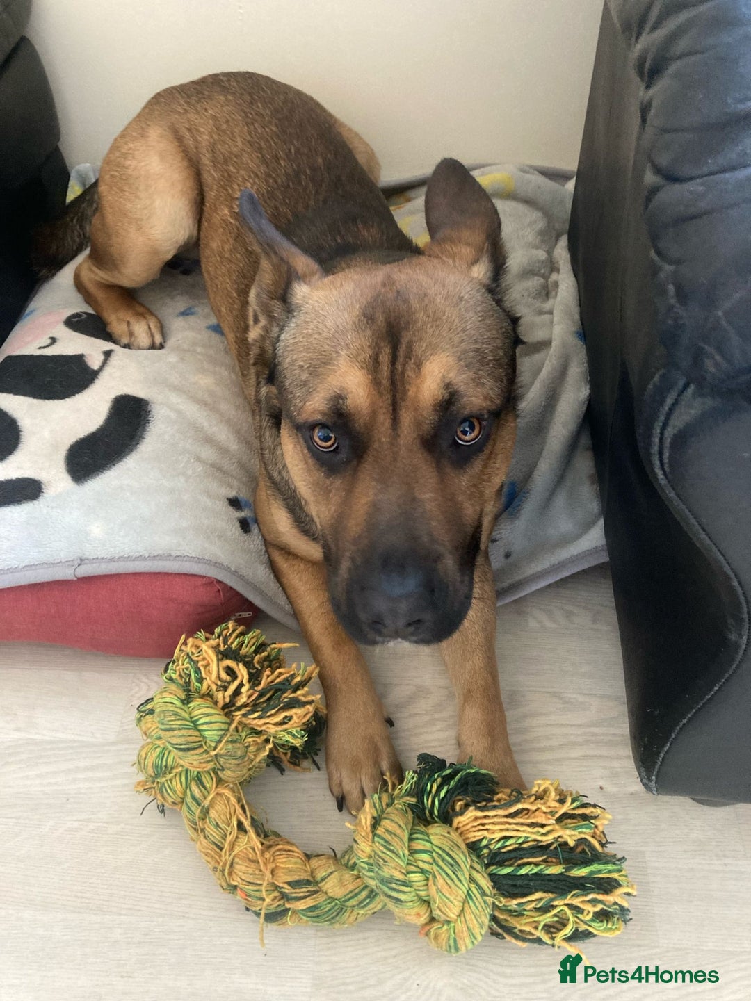 Mixed Breed dogs for sale: Male German sheppard x pocket bully in Wellington - Image 5