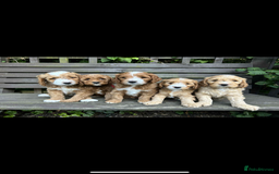 Mixed Breed dogs for sale: Beautiful miniature labradoodle puppies  - Image 8