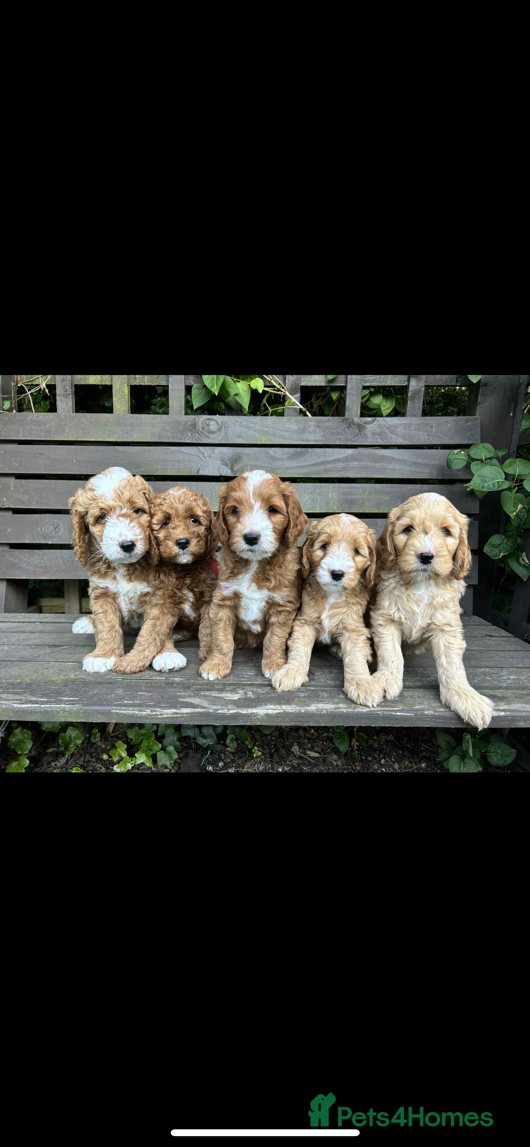 Mixed Breed dogs for sale: Beautiful miniature labradoodle puppies  - Image 8