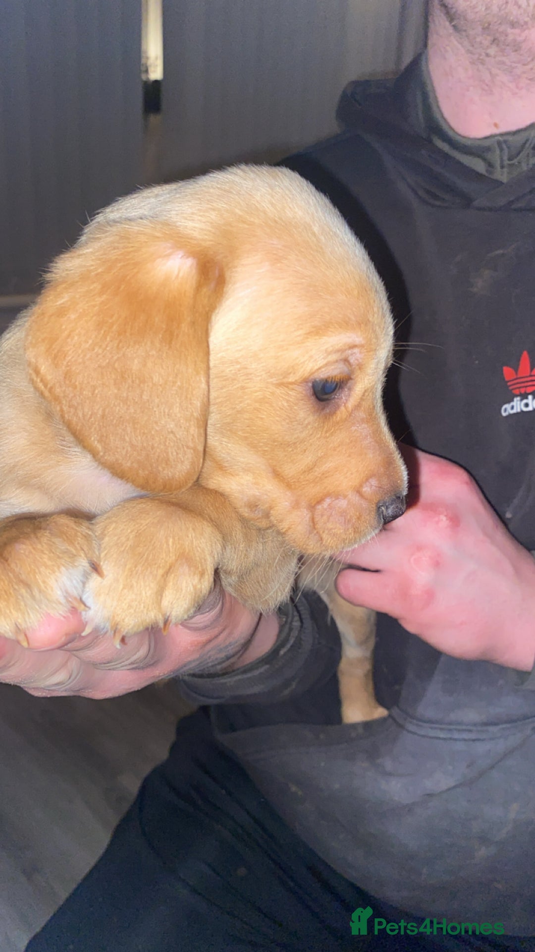 Springador dogs for sale: Labrador puppies - Advert 16