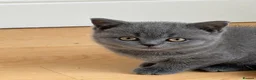 British Shorthair cats for sale: Beautiful Blue British Shorthair kittens ready now in Bedford - Advert 6