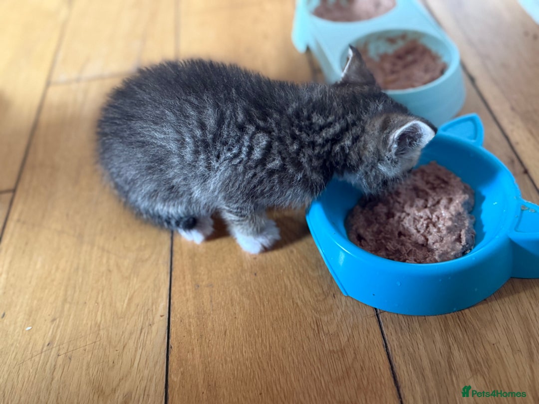 British Shorthair cats for sale: Male&Female British short hair kitten - Image 4