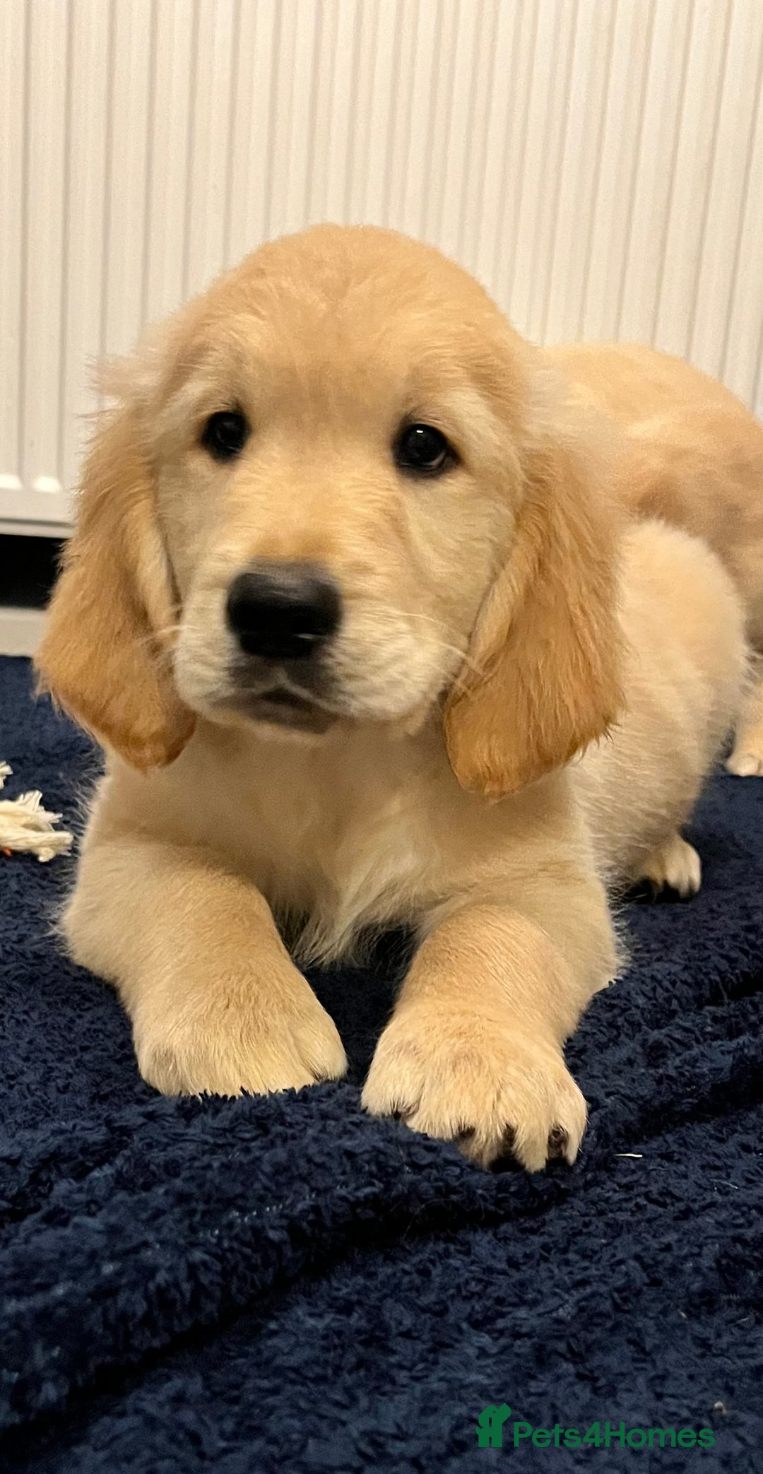Golden Retriever dogs for sale: Golden retriever puppies - Advert 15