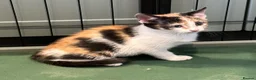 Mixed Breed cats for sale: Kittens - Advert 4