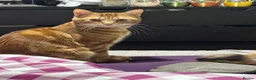 Mixed Breed cats for sale: Beautiful kittens  - Advert 5