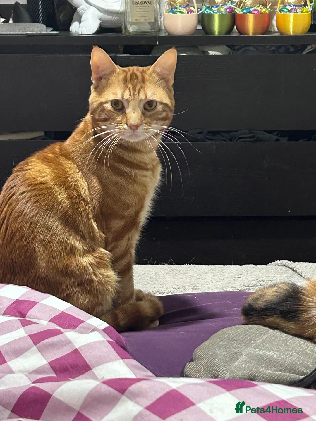 Mixed Breed cats for sale: Beautiful kittens  - Advert 5
