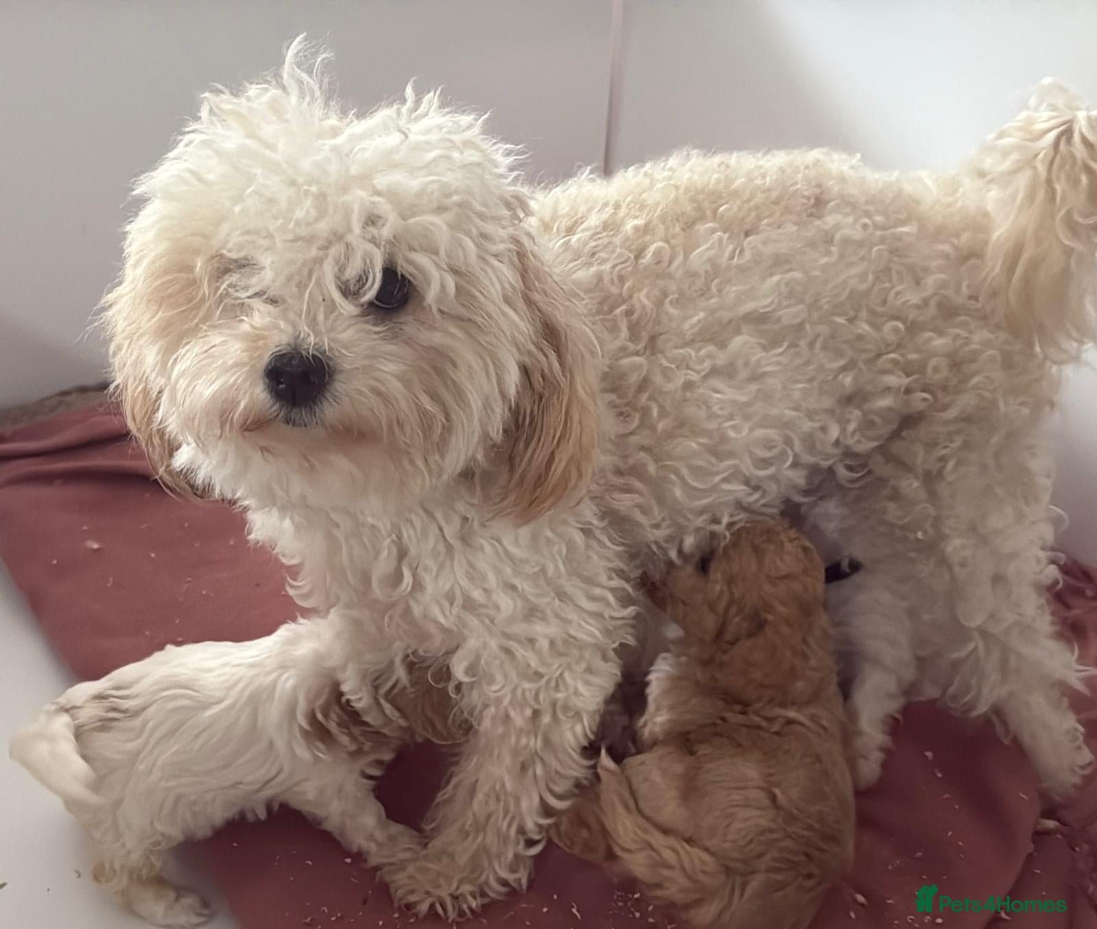 Maltipoo dogs BEAUTIFUL MALTIPOOS FROM DNA TESTED CLEAR PARENTS  - Advert 1