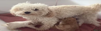 Maltipoo 1