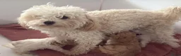 Maltipoo dogs for sale: BEAUTIFUL MALTIPOOS FROM DNA TESTED CLEAR PARENTS  - Advert 40