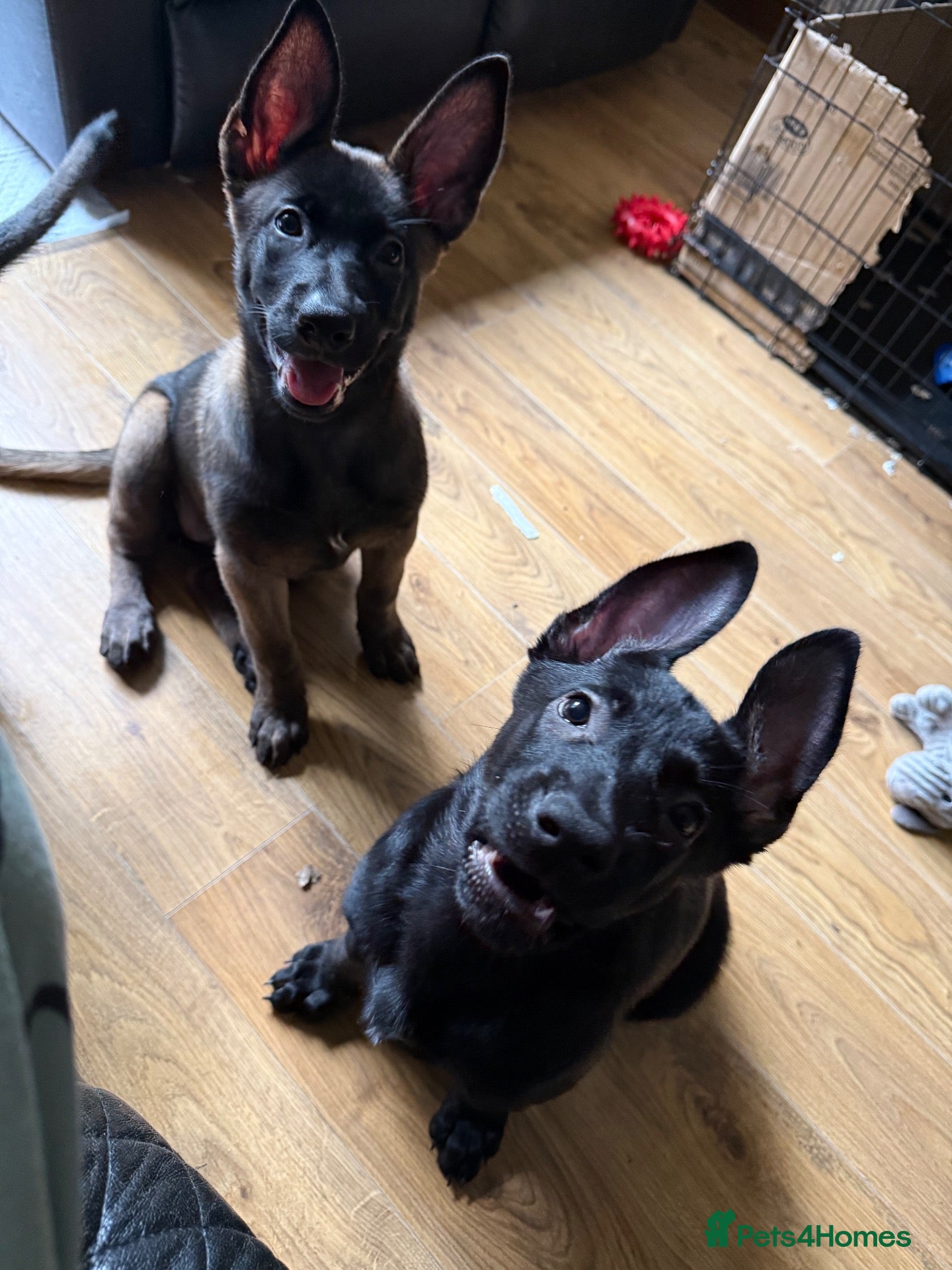 Belgian Shepherd Dog dogs 2 Belgian shepherd beautiful girls READY TO GO - Advert 2