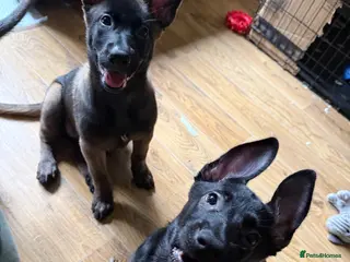 Belgian Shepherd Dog dogs 2 Belgian shepherd beautiful girls READY TO GO - Advert 2