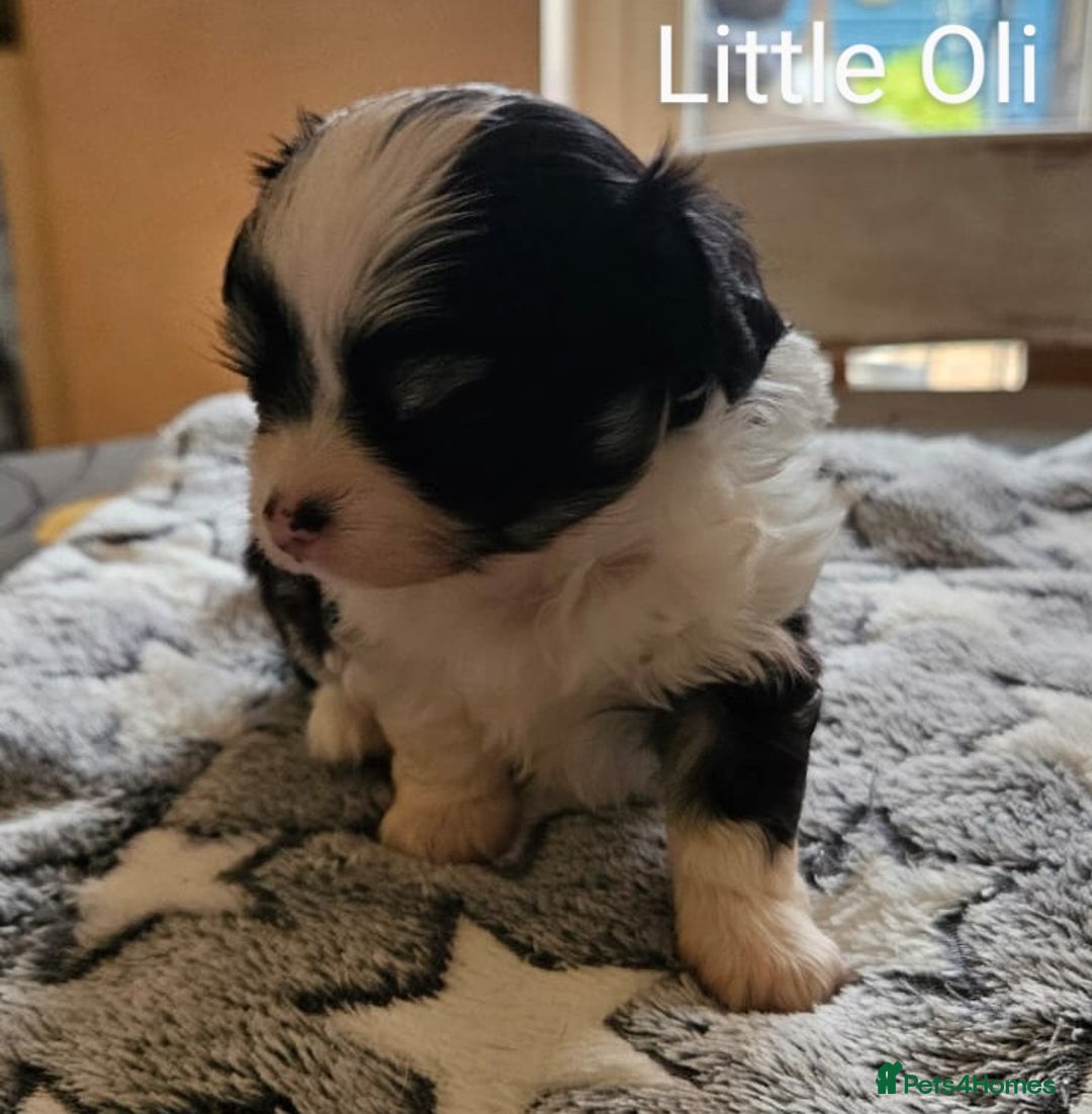 Chihuahua dogs for sale: ✨ Stunning KC long coat BOYS only✨ - Image 4
