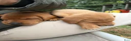 Labrador Retriever dogs for sale: Beautiful fox red labradrs - Advert 3