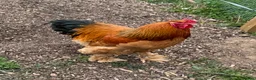 Chickens poultry for sale: Brahma Chicks Available - Advert 4