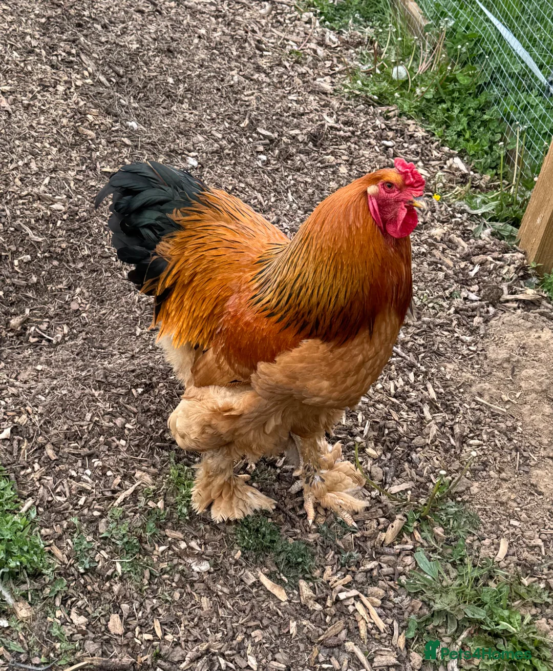 Chickens poultry for sale: Brahma Chicks Available - Advert 4