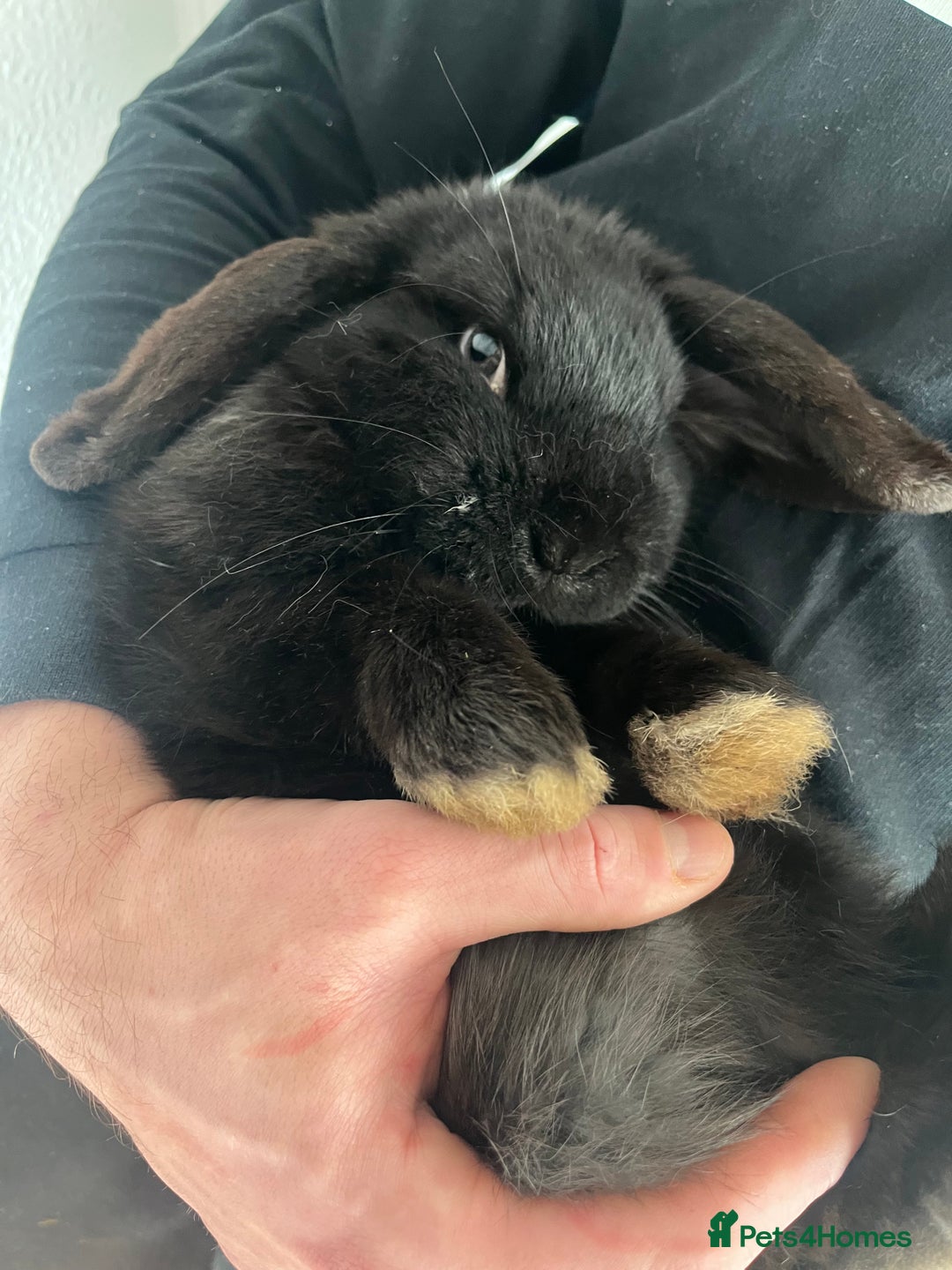 French Lop rabbits for sale: Bunny - Advert 11
