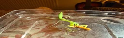 Praying Mantis invertebrates for sale: Golden praying mantis with set up - Advert 2