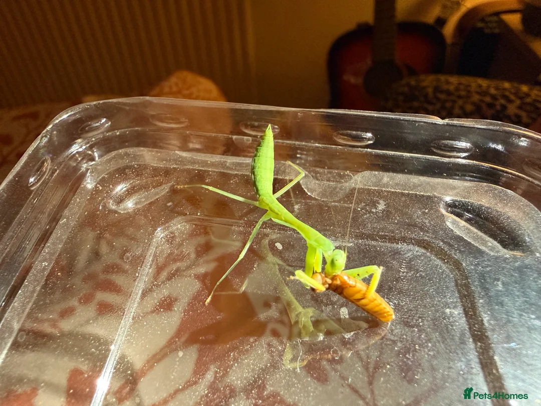 Praying Mantis invertebrates for sale: Golden praying mantis with set up - Advert 2