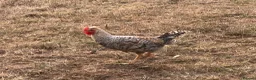 Chickens poultry for sale: Pure Breed Cockerels  - Advert 9