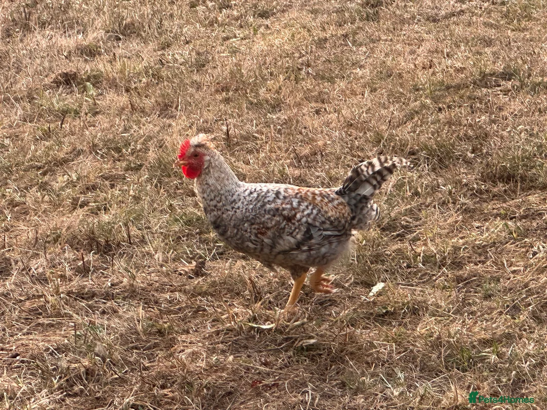 Chickens poultry for sale: Pure Breed Cockerels  - Advert 9