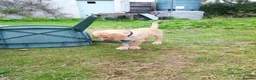 Goldador dogs for sale: Golden retriever Labrador cross  in Glasgow - Advert 11