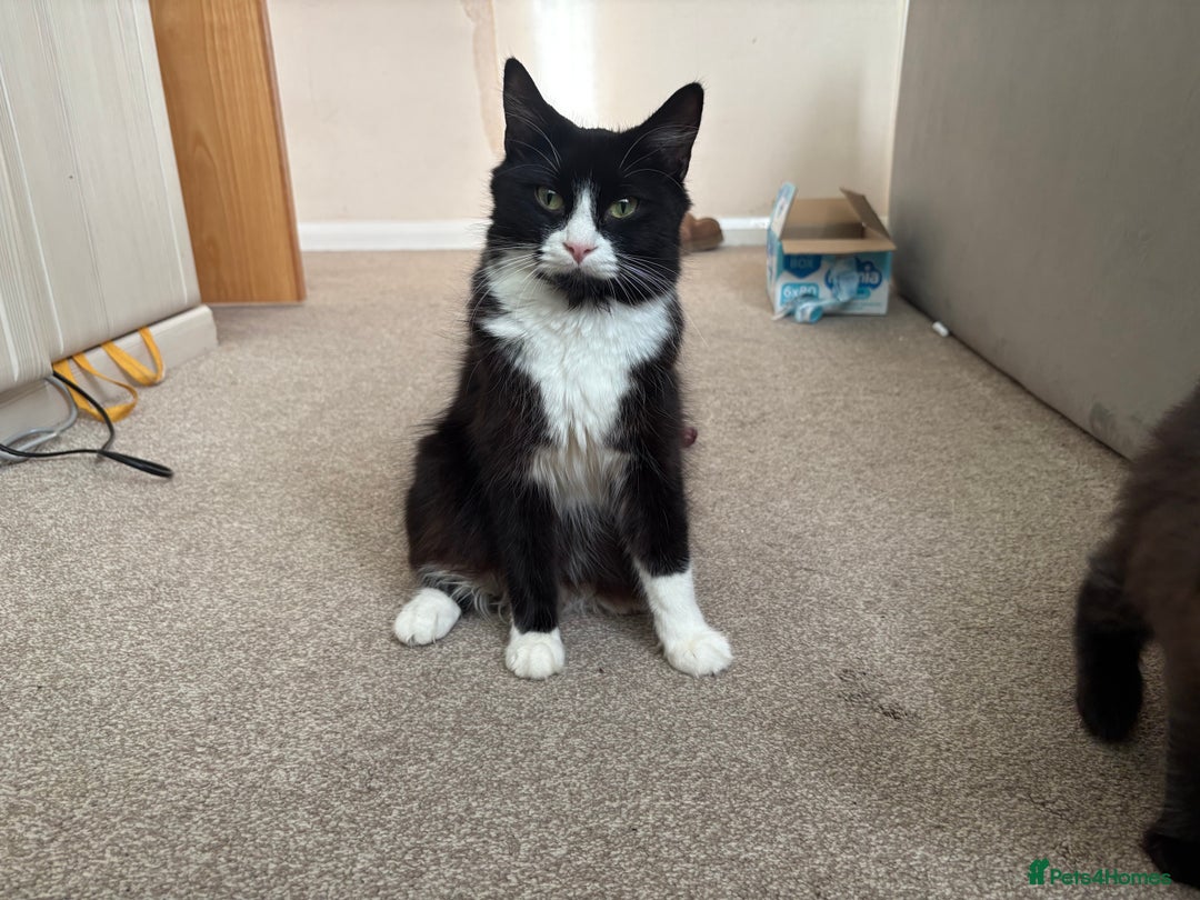 Ragdoll cats for sale: Longhair ragdoll kittens  - Advert 1