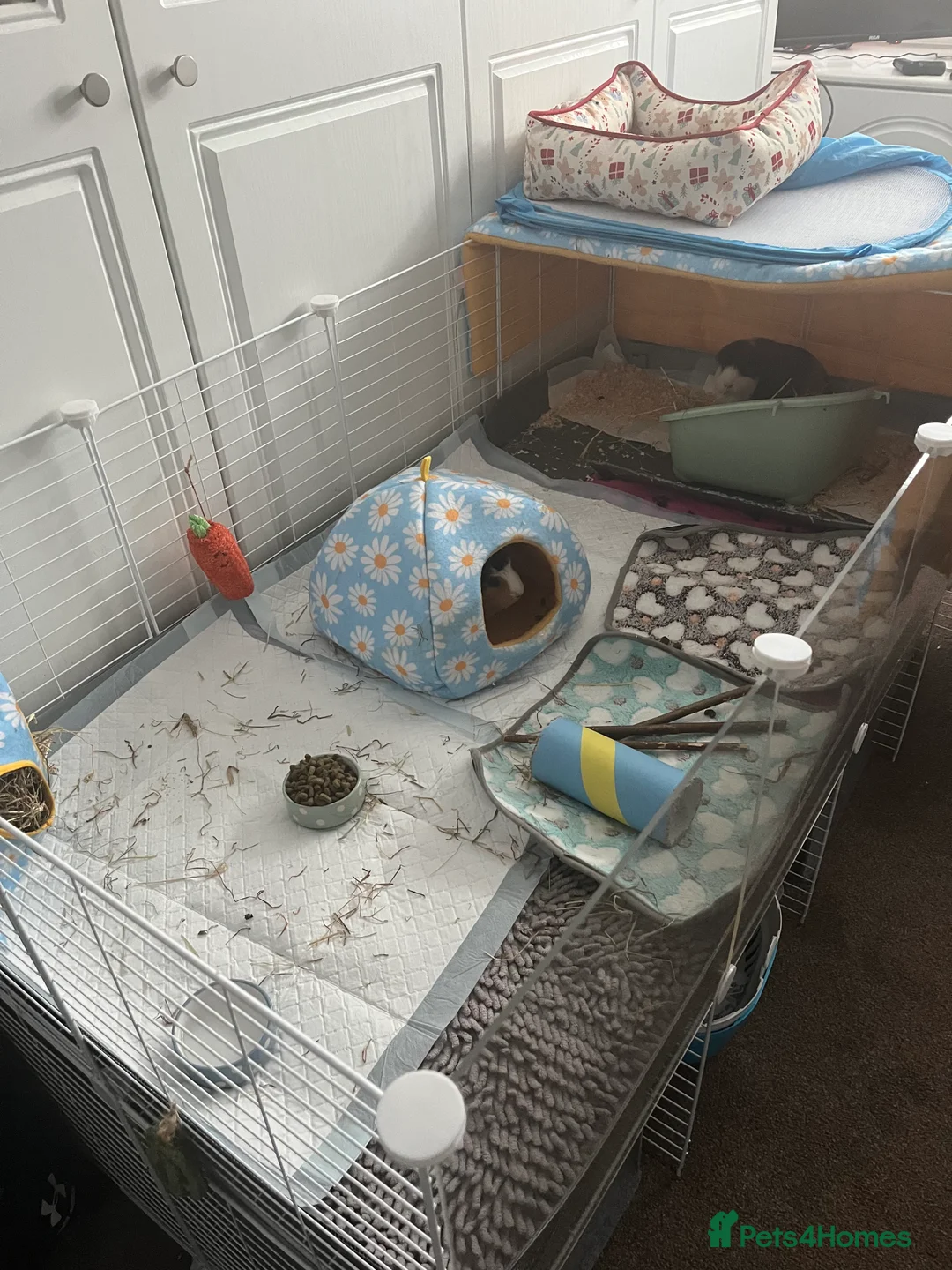 Guinea Pig rodents for sale: 2x Female Guinea Pigs & Indoor Enclosure - Advert 2