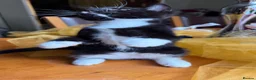 Mixed Breed cats for sale: Maine Coon Mixed Kittens Tabby & Tuxedo Richmond - Advert 10