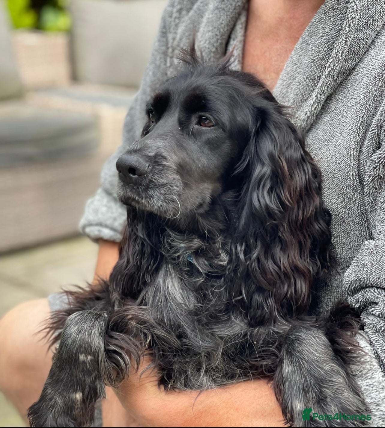 Cocker Spaniel dogs for sale: Cocker spaniel - show cocker - Advert 1
