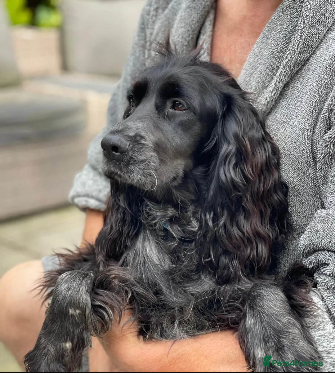 Cocker Spaniel dogs for sale: Cocker spaniel - show cocker - Advert 1