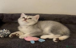 British Shorthair cats for sale: BSH quality Silvers - Image 12