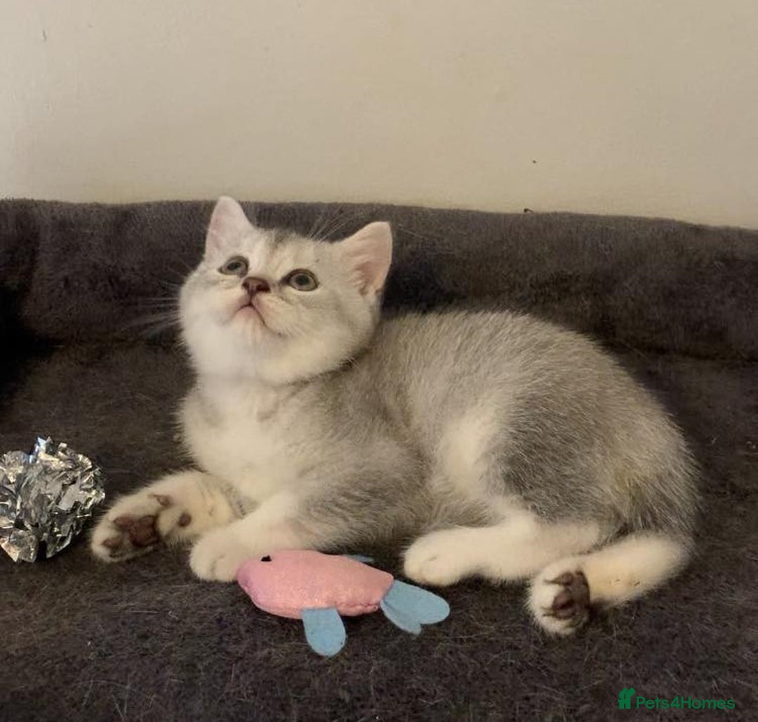 British Shorthair cats for sale: BSH quality Silvers - Image 12