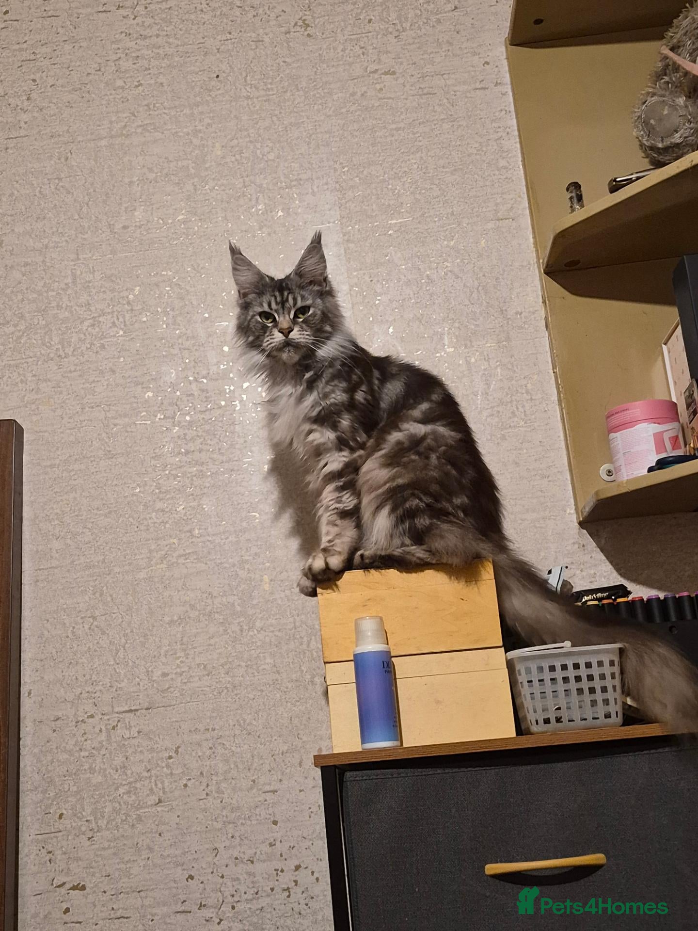 Maine Coon cats Grace 3 YR old Main Coon Female - Advert 1